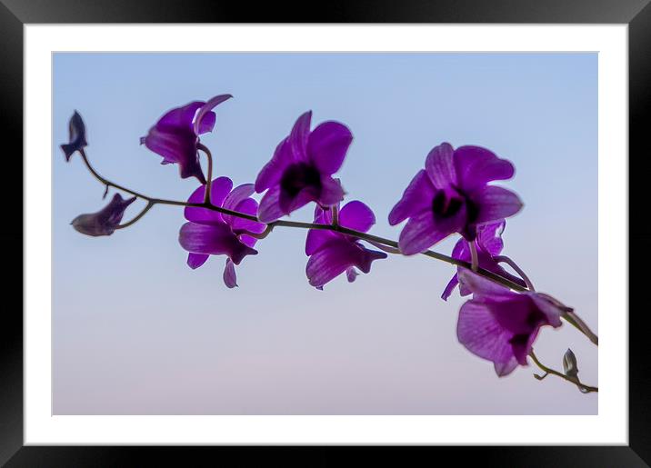  Orchids Framed Mounted Print by scott innes