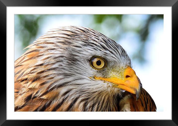  red kite headshot Framed Mounted Print by nick wastie