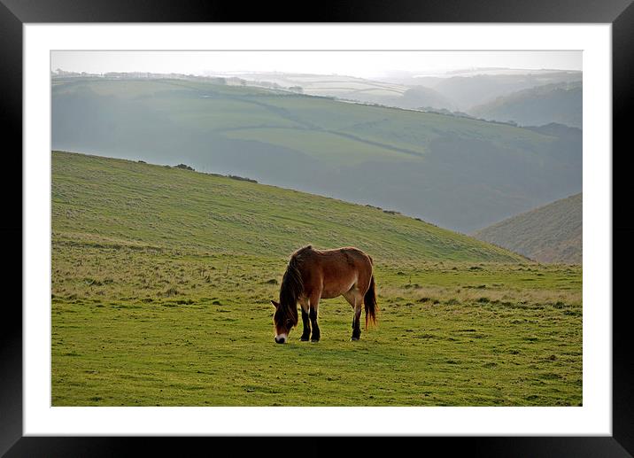 Exmoor Pony  Framed Mounted Print by graham young