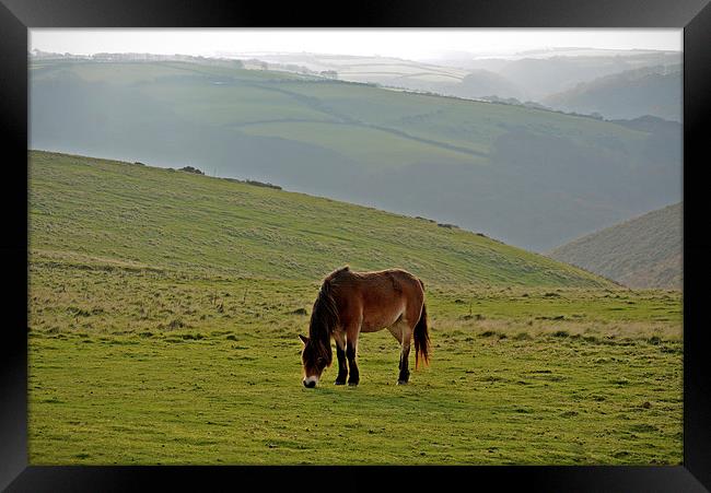 Exmoor Pony  Framed Print by graham young