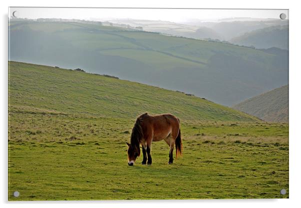 Exmoor Pony  Acrylic by graham young