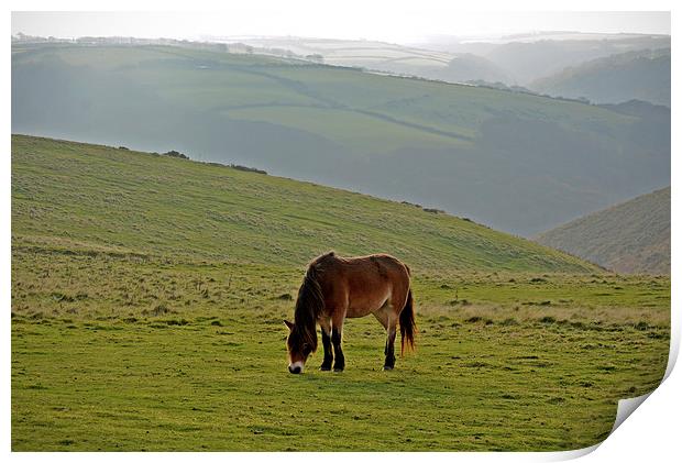 Exmoor Pony  Print by graham young