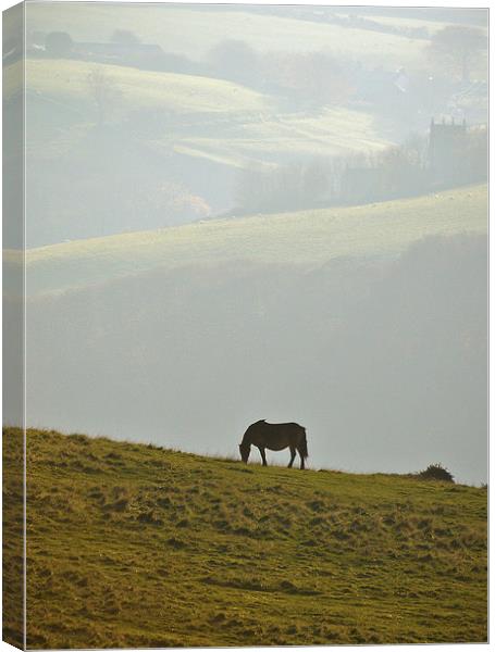 Grazing on Exmoor  Canvas Print by graham young