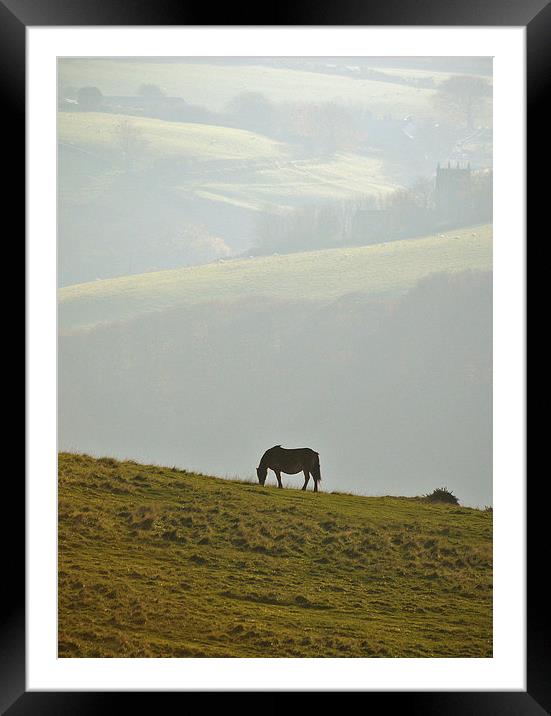Grazing on Exmoor  Framed Mounted Print by graham young