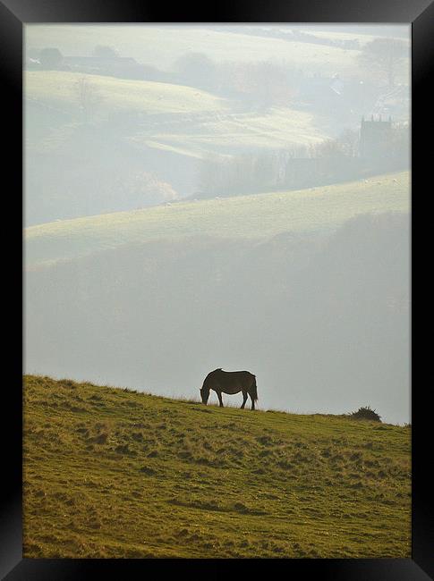 Grazing on Exmoor  Framed Print by graham young