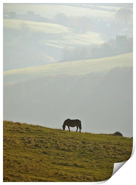 Grazing on Exmoor  Print by graham young