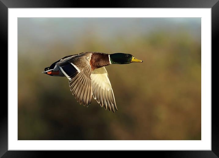  Autumn Flight Framed Mounted Print by Sue Dudley