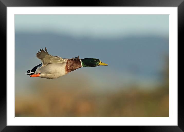  Mallard in Flight Framed Mounted Print by Sue Dudley