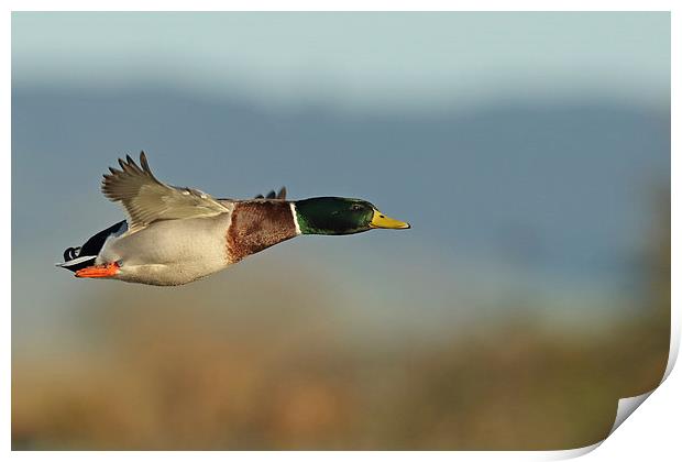  Mallard in Flight Print by Sue Dudley