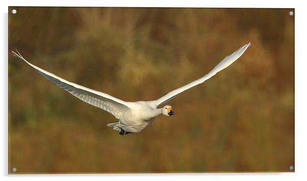  Bewick Swan in Flight Acrylic by Sue Dudley