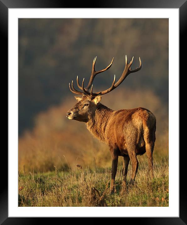  King of the Autumn Framed Mounted Print by Sue Dudley