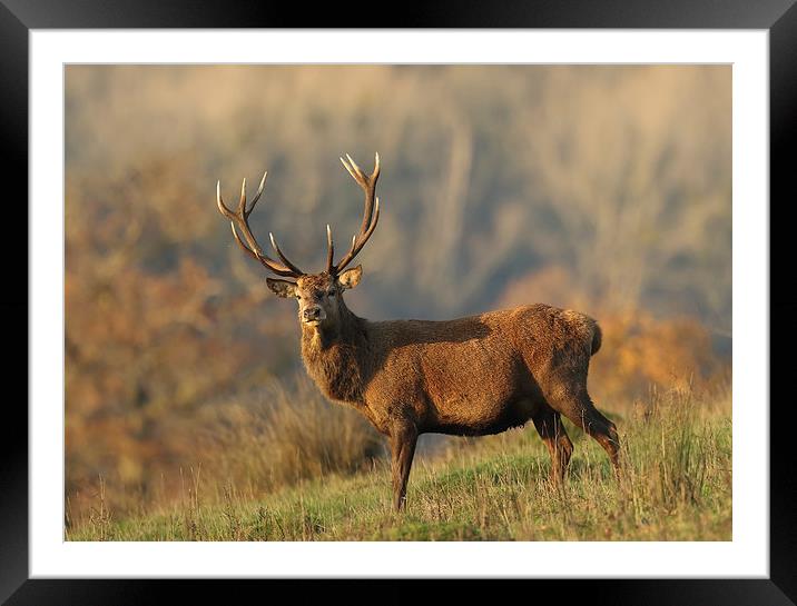  Autumnal Stag Framed Mounted Print by Sue Dudley