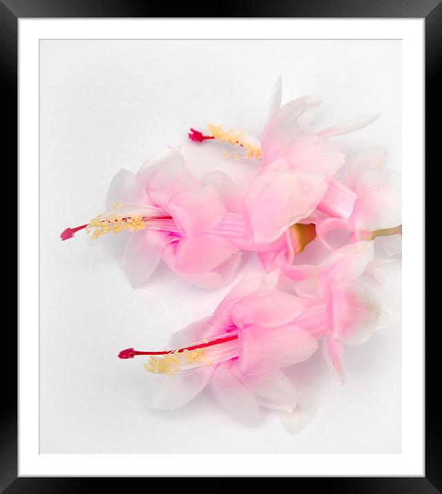 the lovely winter cactus Framed Mounted Print by sue davies