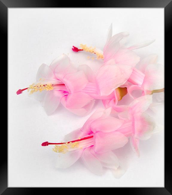  the lovely winter cactus Framed Print by sue davies