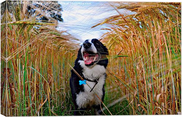 Corn On The Dog Canvas Print by Kevin Askew