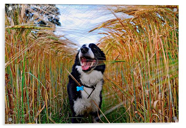 Corn On The Dog Acrylic by Kevin Askew