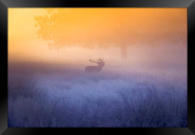 Deer stag! Framed Print by Inguna Plume