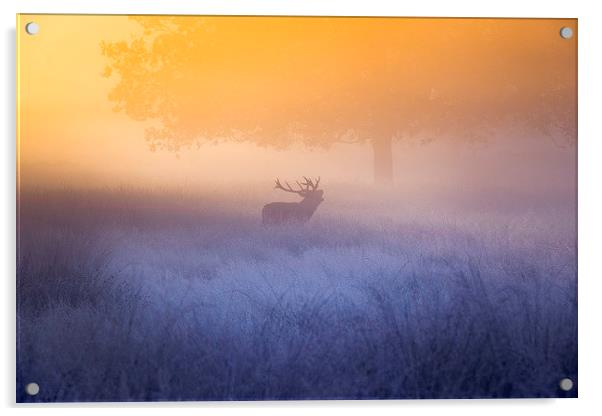 Deer stag! Acrylic by Inguna Plume