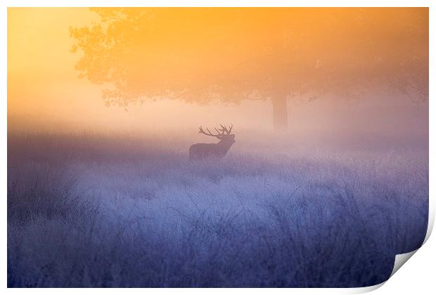 Deer stag! Print by Inguna Plume