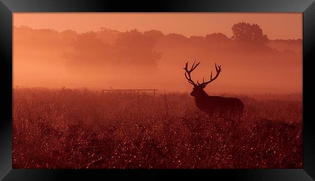Red deer! Framed Print by Inguna Plume