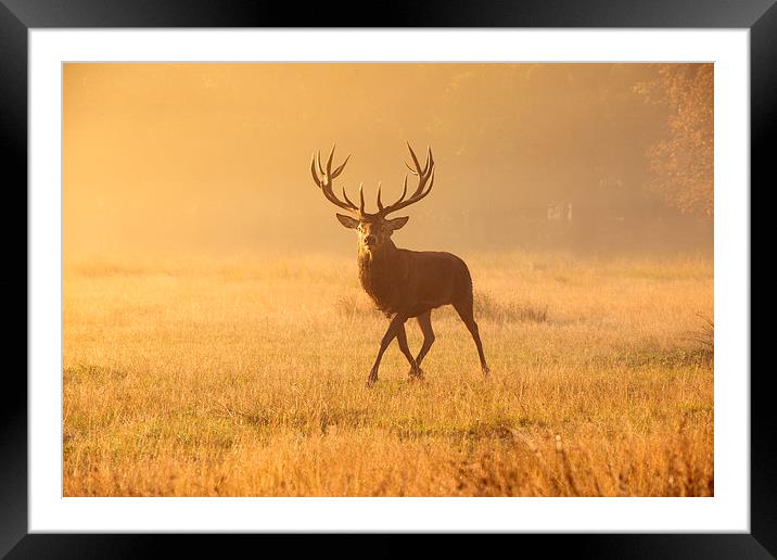 King of the Forest Framed Mounted Print by Inguna Plume