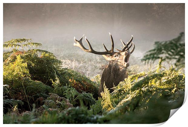 Roaring stag! Print by Inguna Plume