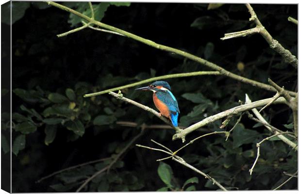  Kingfisher watching out for dinner Canvas Print by Darryl Hopkins