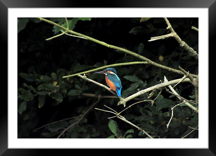  Kingfisher watching out for dinner Framed Mounted Print by Darryl Hopkins