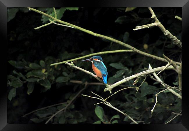  Kingfisher watching out for dinner Framed Print by Darryl Hopkins