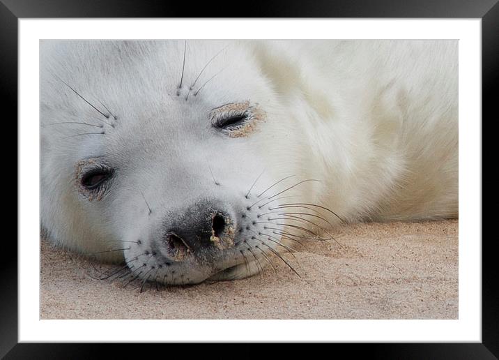  Seal Pup Framed Mounted Print by Ian Hufton