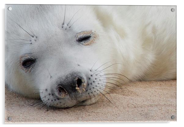  Seal Pup Acrylic by Ian Hufton