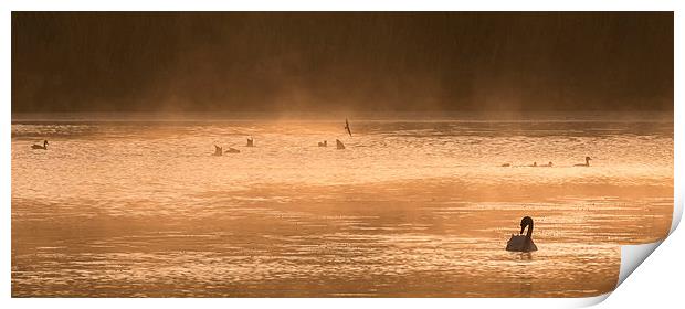  On Golden Pond Print by Mike Stephen