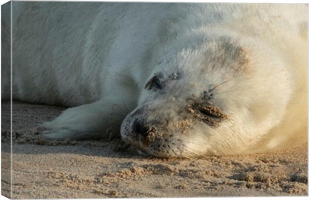 Seal Pup Canvas Print by Ian Hufton