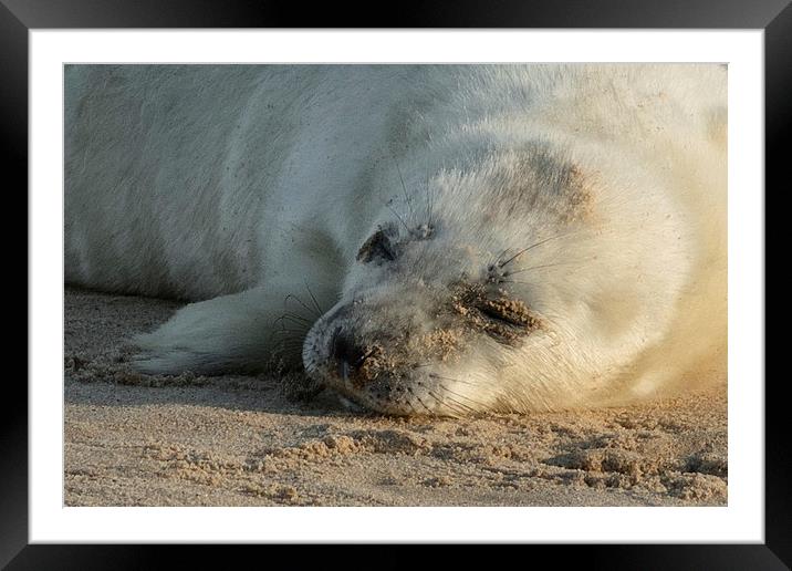  Seal Pup Framed Mounted Print by Ian Hufton