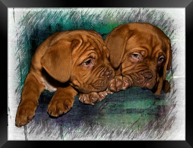  Brothers Framed Print by peter wyatt