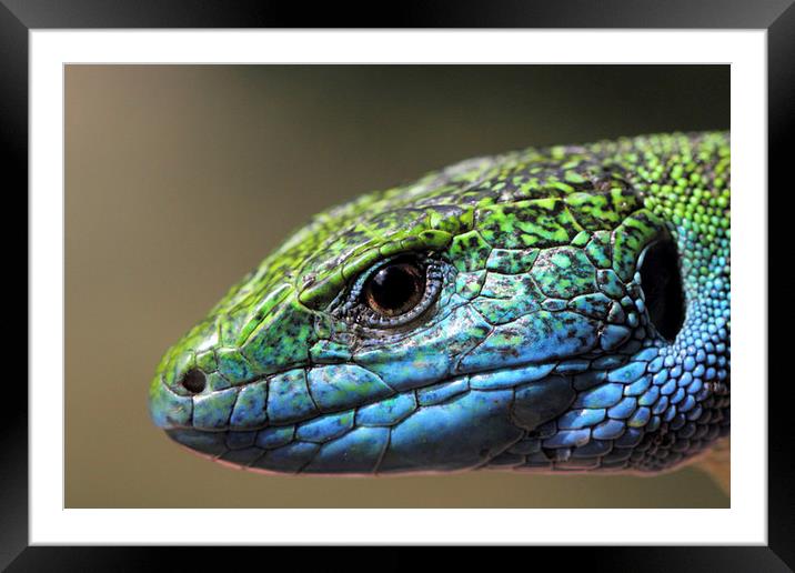  Green Lizard portrait Framed Mounted Print by Chris Griffin