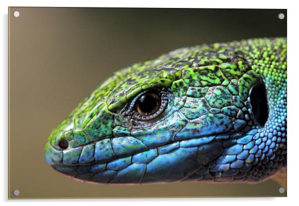  Green Lizard portrait Acrylic by Chris Griffin