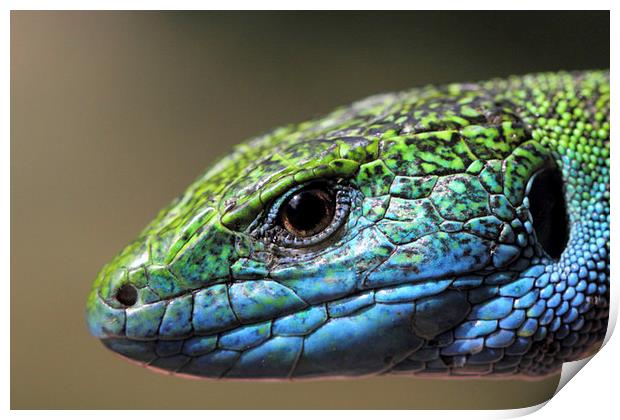  Green Lizard portrait Print by Chris Griffin