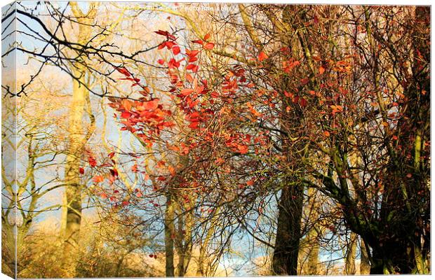  Autumn Leaves Canvas Print by Jacqui Kilcoyne