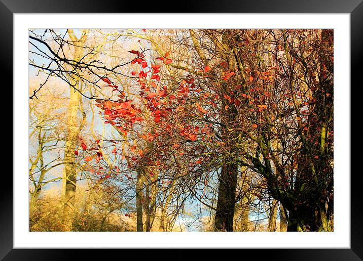  Autumn Leaves Framed Mounted Print by Jacqui Kilcoyne