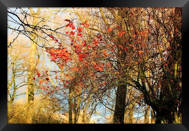  Autumn Leaves Framed Print by Jacqui Kilcoyne