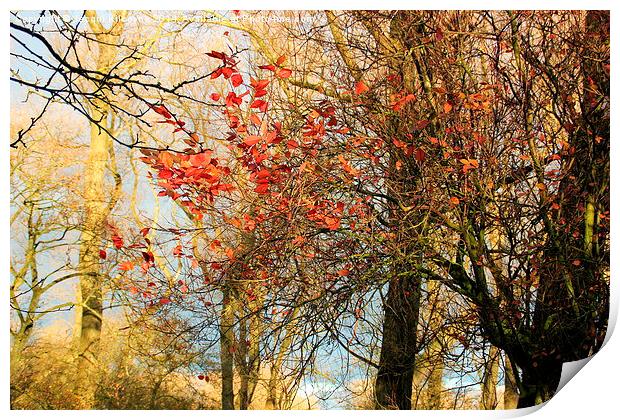  Autumn Leaves Print by Jacqui Kilcoyne