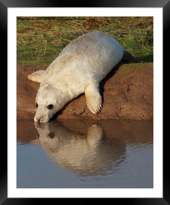  The Reflection Framed Mounted Print by Ian Hides