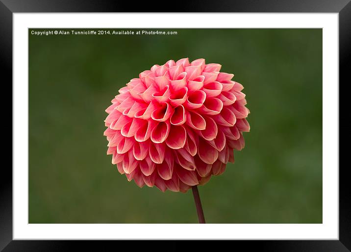Radiant Dahlia Blossom Framed Mounted Print by Alan Tunnicliffe