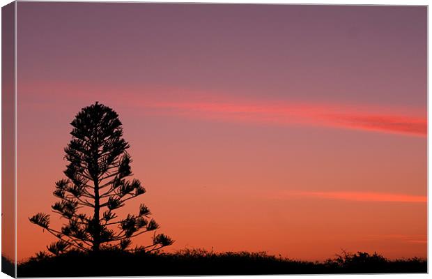 australian sunset Canvas Print by sam mitchell