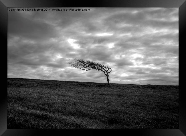 Windswept tree  Framed Print by Diana Mower