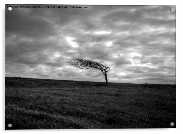 Windswept tree  Acrylic by Diana Mower