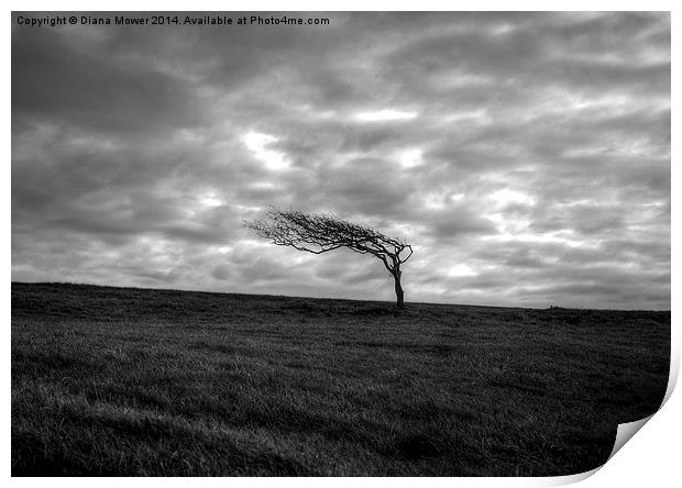 Windswept tree  Print by Diana Mower