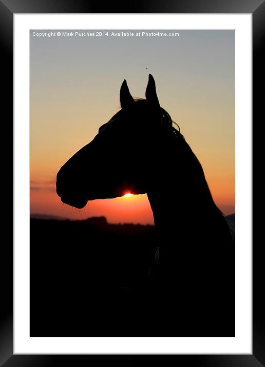 Silhouette of a Beautiful Horse at Sunset Framed Mounted Print by Mark Purches