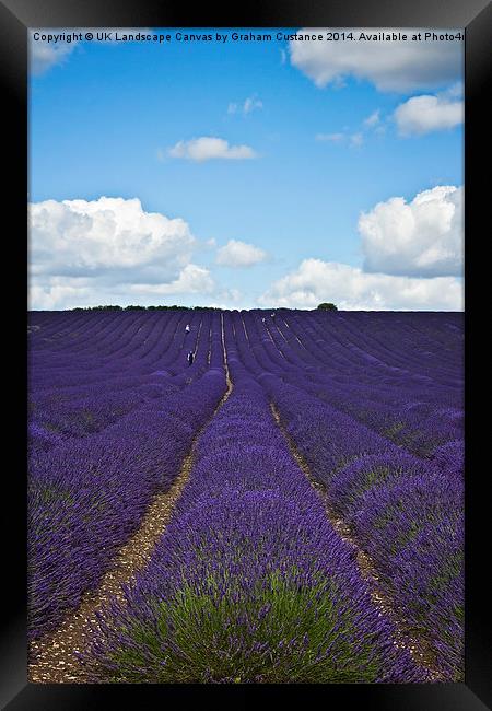  Lavender Field Framed Print by Graham Custance